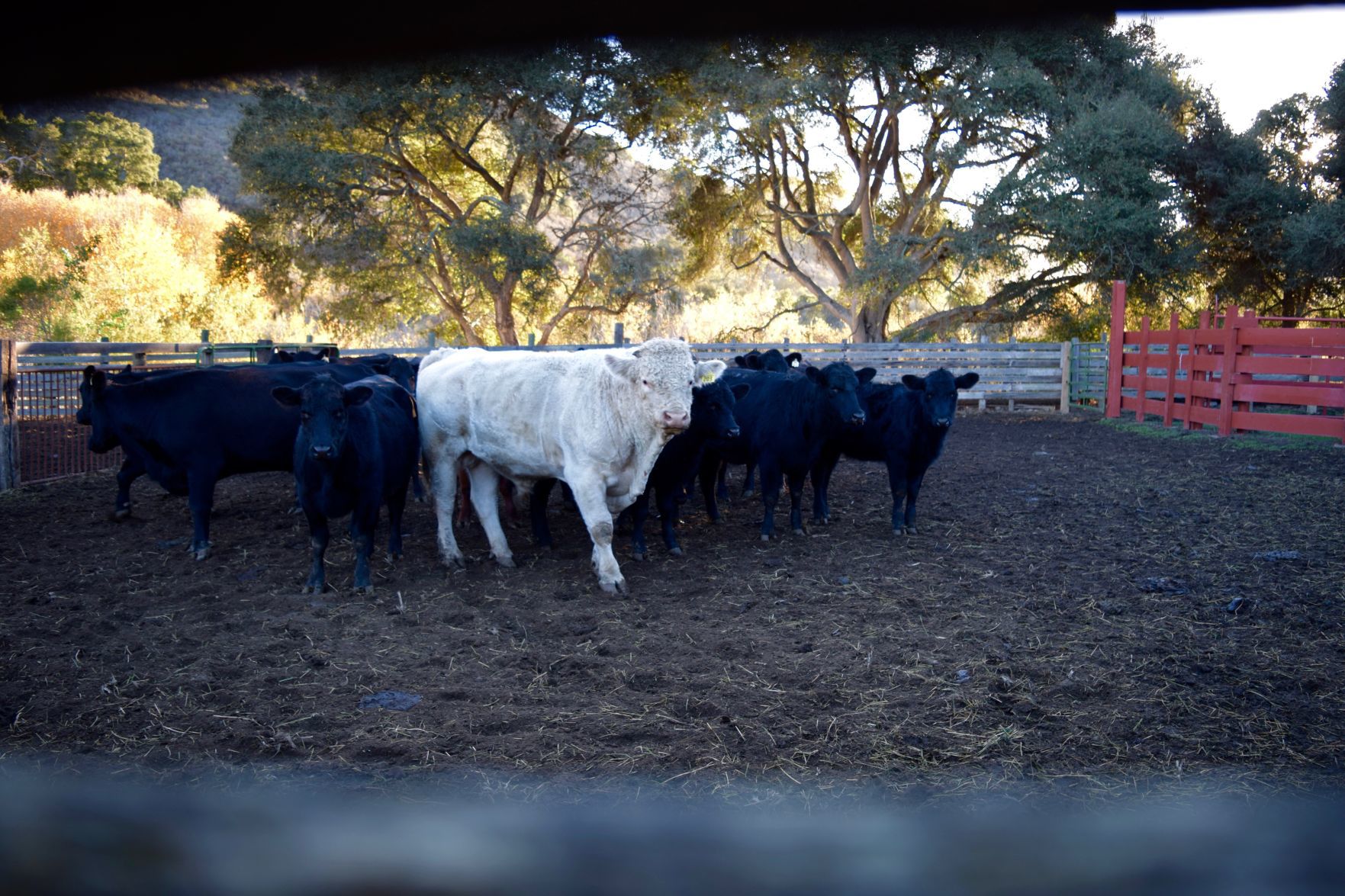 Jayla Romain - Cross Creek Ranch, Lompoc, CA.jpg
